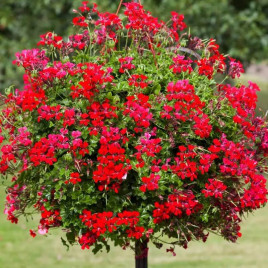 Торнадо F1 червона (red) насіння пеларгонії (Syngenta)