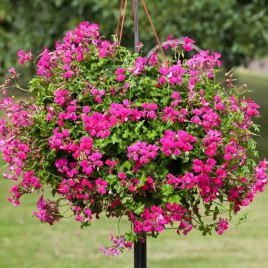 Торнадо F1 fuchsia семена пеларгонии (Syngenta)