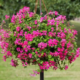 Торнадо F1 fuchsia семена пеларгонии (Syngenta)