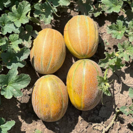 Каро F1 (INX 1244 F1) семена дыни тип Итальянская сетчатая среднеранней 70-80 дн. 1,7-3 кг окр. желт./оранж. (Innova Seeds)