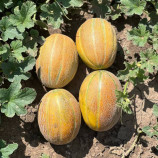 Каро F1 (INX 1244 F1) семена дыни тип Итальянская сетчатая среднеранней 70-80 дн. 1,7-3 кг окр. желт./оранж. (Innova Seeds)