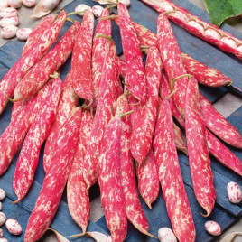 Фасоль Борлотто 