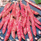 Квасоля Борлотто