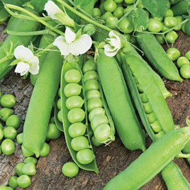 Авола семена гороха овощного мозгового раннего 50-55 дн. (Satimex)