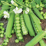 Авола семена гороха овощного мозгового раннего 50-55 дн. (Satimex)