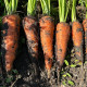 Керри F1 (2,0-2,3) семена моркови Шантане средней 120-130 дн.18 см (Innova Seeds)