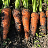 Керри F1 (2,0-2,3) семена моркови Шантане средней 120-130 дн.18 см (Innova Seeds)