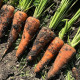 Керри F1 (2,0-2,3) семена моркови Шантане средней 120-130 дн.18 см (Innova Seeds)