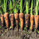 Керри F1 (2,0-2,3) семена моркови Шантане средней 120-130 дн.18 см (Innova Seeds)