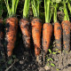 Керри F1 (2,0-2,3) семена моркови Шантане средней 120-130 дн.18 см (Innova Seeds)