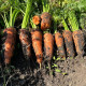 Керри F1 (2,0-2,3) семена моркови Шантане средней 120-130 дн.18 см (Innova Seeds)