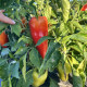 Політ насіння перцю солодкого тип Угорський середньораннього св-зелен/червон (Breeding Seeds)