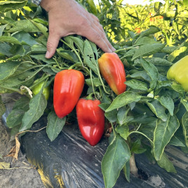 Полет семена перца сладкого тип Венгерский среднераннего 110-115дн. св.-зелен./красн. (Breeding Seeds)