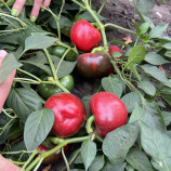 Віннер F1 (Вінер) насіння перцю солодкого тип Ротунда/Гогошар (Breeding Seeds)