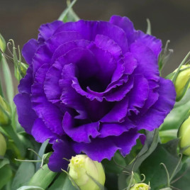 Джульєтта F1 синій (blue) насіння еустоми махр. 15-25см (Takii Seeds)