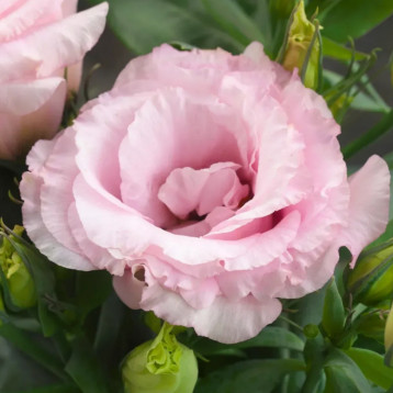 Джульєтта F1 рожевий (pink) насіння еустоми махр. 15-25см (Takii Seeds)