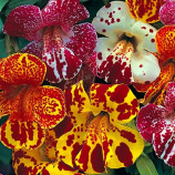 Меджик F1 mix blotch семена мимулюса 20-25см (Floranova)