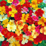 Меджик F1 mix семена мимулюса 20-25см (Floranova)