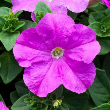 Призма F1 lavender насіння петунії грандіфлора (Floranova)