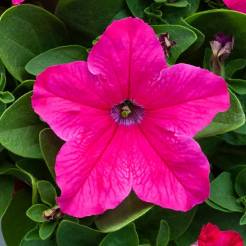 Призма F1 bright rose семена петунии грандифлора (Floranova)