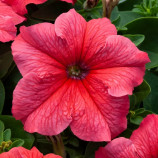 Призма F1 salmon семена петунии грандифлора (Floranova)