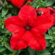 Призма F1 red семена петунии грандифлора (Floranova)