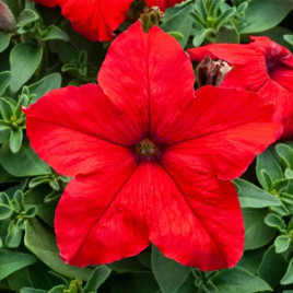 Призма F1 red семена петунии грандифлора (Floranova)
