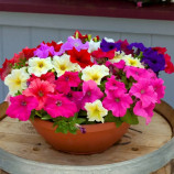 Призма F1 mix семена петунии грандифлора (Floranova)