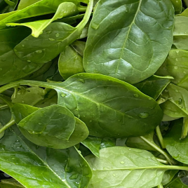 Паркер F1 семена шпината среднепозднего овал. (LibraSeeds)