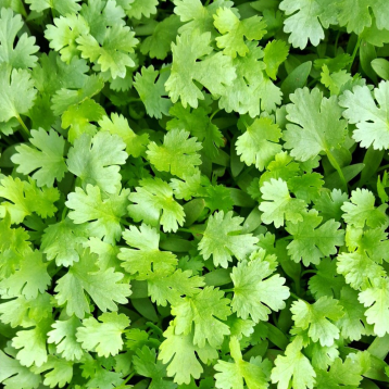 Артіка насіння коріандру (кінзи) раннього (LibraSeeds)