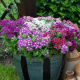 Попстар F1 purple with eye семена флокса Друммонда (Floranova)