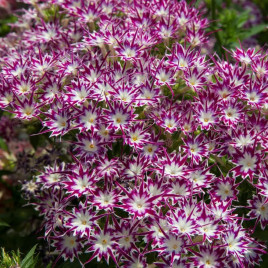 Попстар F1 purple with eye насіння флоксу Друммонда (Floranova)