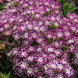 Попстар F1 purple with eye насіння флоксу Друммонда (Floranova)