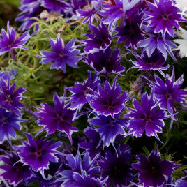 Попстар F1 deep blue семена флокса Друммонда (Floranova)