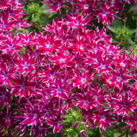 Попстар F1 purple насіння флоксу Друммонда (Floranova)