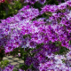 Попстар F1 blue семена флокса Друммонда (Floranova)