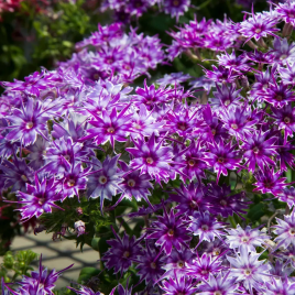 Попстар F1 blue насіння флоксу Друммонда (Floranova)