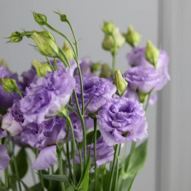 Розі F1 lilac насіння еустоми махр. 15-25см (Takii Seeds)