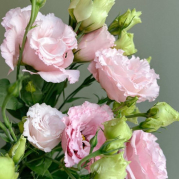 Розі F1 pink насіння еустоми махр. 15-25см (Takii Seeds)