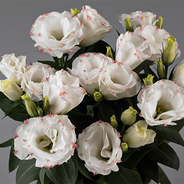 Рози F1 rose picotee семена эустомы махр. 15-25см (Takii Seeds)