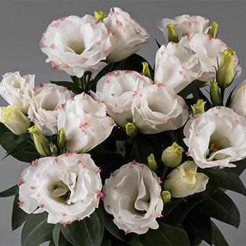 Рози F1 rose picotee семена эустомы махр. 15-25см (Takii Seeds)