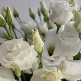 Розі F1 white насіння еустоми махр. 15-25см (Takii Seeds)