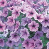 Опера Суприм F1 лиловая (lilac ice) семена петунии ампельной (Takii Seeds)