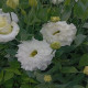Кореллі F1 white насіння еустоми махр. 70-90см (Takii Seeds)