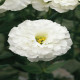 Корелли F1 white семена эустомы махр. 70-90см (Takii Seeds)
