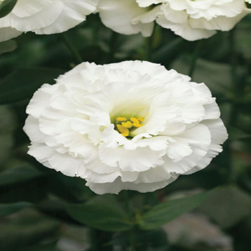 Кореллі F1 white насіння еустоми махр. 70-90см (Takii Seeds)