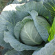 Тарас F1 насіння капусти б/г пізньої 130-145 дн. 2,5-4 кг (Lucky Seed)