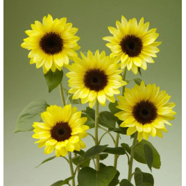 Санрич Саммер F1 limonchello семена подсолнуха декоративного 130-180см (Takii Seeds)