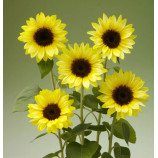 Санріч Саммер F1 limonchello насіння соняшника декоративного 130-180см (Takii Seeds)