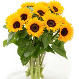 Санрич Саммер F1 provence семена подсолнуха декоративного 130-180см (Takii Seeds)